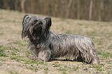 SKYE TERRIER 101
